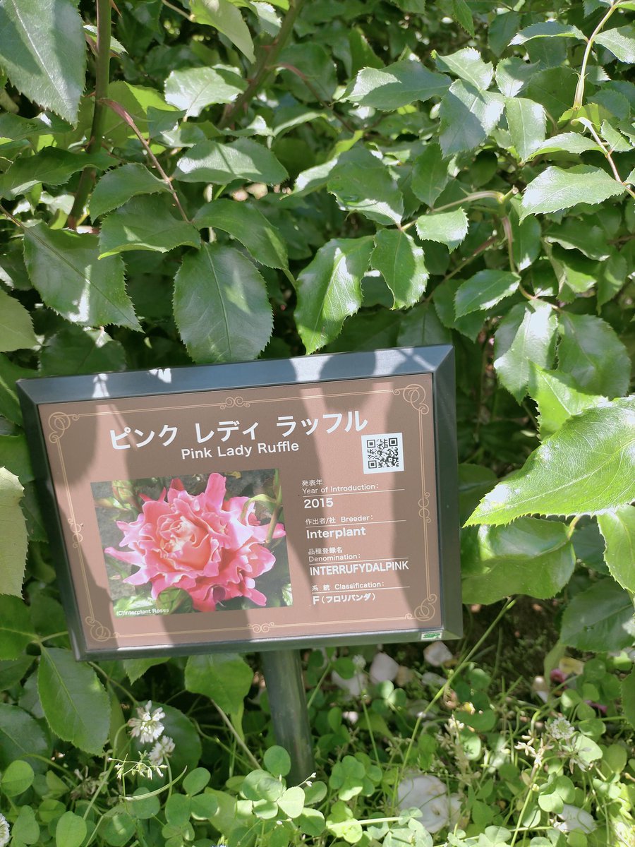 Rosemist4731's tweet photo. 京成バラ園で見つけた　。欲しいなぁー。 https://t.co/b7zLWLi7bj