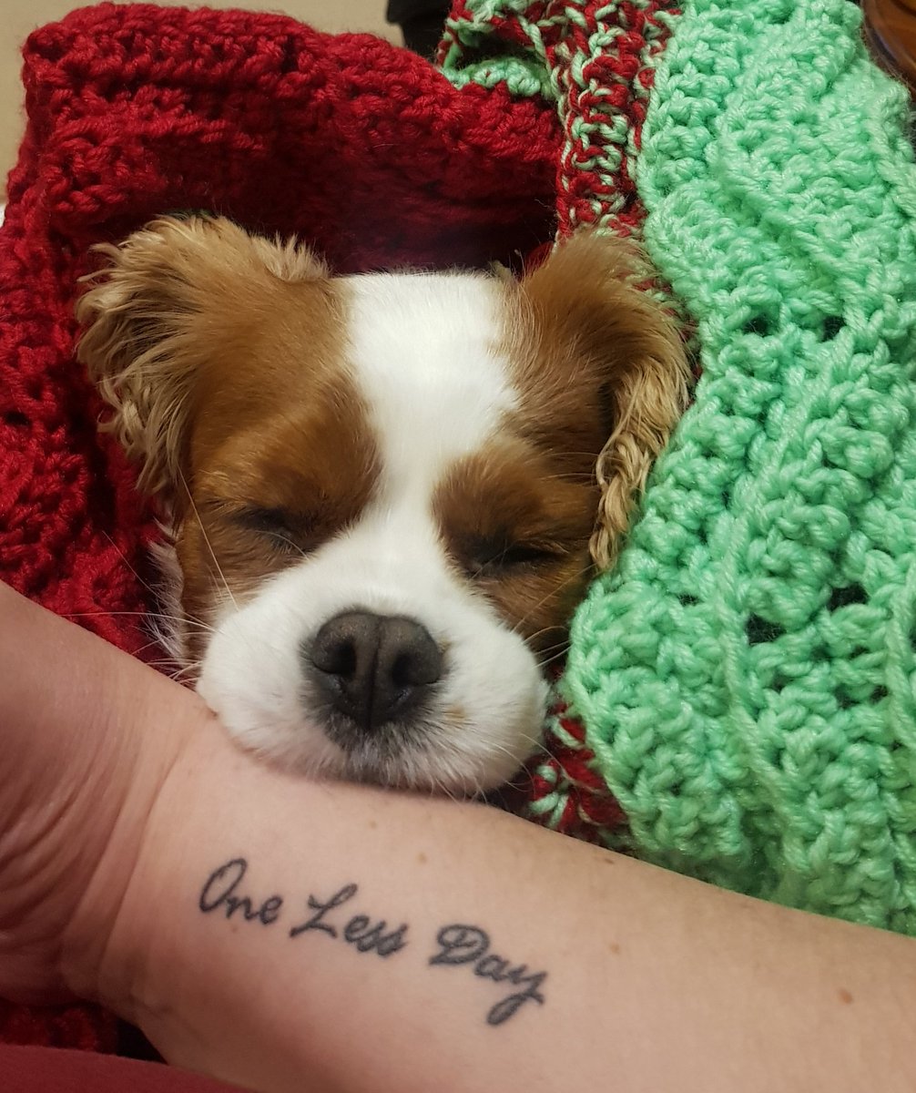 KerryGolds1972's tweet photo. Love wrapped up in a rug! #rescuedog #onelessday #CrochetersOfTwitter https://t.co/DxASJWKQSk