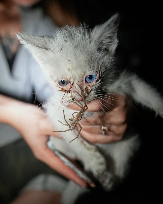 至って冷静な意見書きます 猫を食べた男 の身元を公表して下さい 理由ですが 日本では猫を食べる習慣がある とデマを述べており これは私たち日本人全員の問題です この男の実名を報道して下さい 子猫を殺して食べた日本人がトルコで逮捕 T Co Dg7gpwv 至って冷静な意見書きます 猫を食べた男 の身元を公表して下さい 理由ですが 日本では猫を食べる習慣がある とデマを述べており これは私たち日本人全員の問題です この男の実名を報道して下さい 子猫を殺して食べた日本人がトルコで逮捕 T Co Dg7gpwv