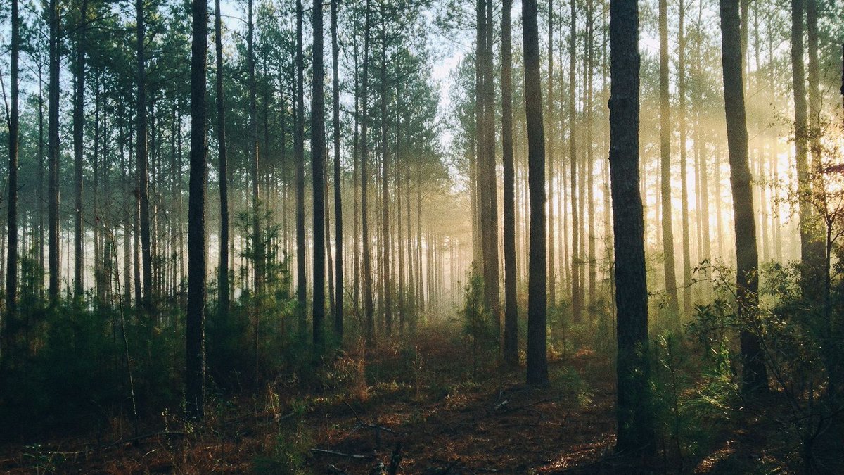 thejoyclub_com's tweet photo. We’re very proud of our initiative: for every #FriendReferral our members make, we #PlantATree with our partners at @moretreeshq. We're growing a forest! Find out more on how this idea came about, our progress so far and what you can do to get involved https://t.co/m1YNxKtiNJ https://t.co/GROU6j3DqC