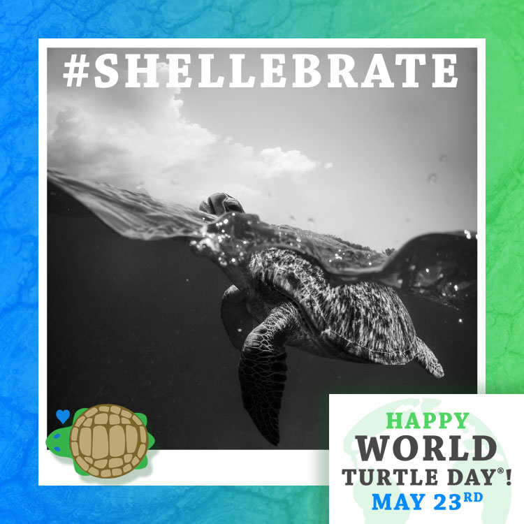 Medasset May 23 Is World Turtle Day Nesting Season Has Already Begun Low Temperatures Will Result In Male Sea Turtles Good News From Lebanon As Both Carettacaretta Cheloniamydas