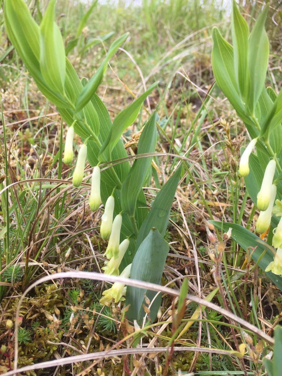 BoswachterFred's tweet photo. #duinsalomonszegel in #vandixhoorndriehoek en #vinetaduin in Drente zeggen ze een mot met biggen @ZHLandschap @NPHollandsduin @plantennamen https://t.co/JDIinGQSCB