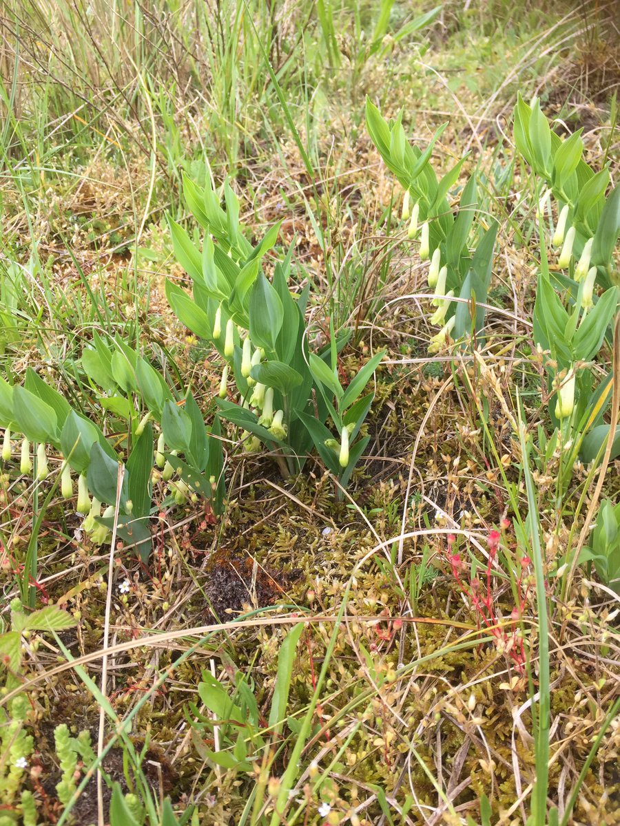 BoswachterFred's tweet photo. #duinsalomonszegel in #vandixhoorndriehoek en #vinetaduin in Drente zeggen ze een mot met biggen @ZHLandschap @NPHollandsduin @plantennamen https://t.co/JDIinGQSCB