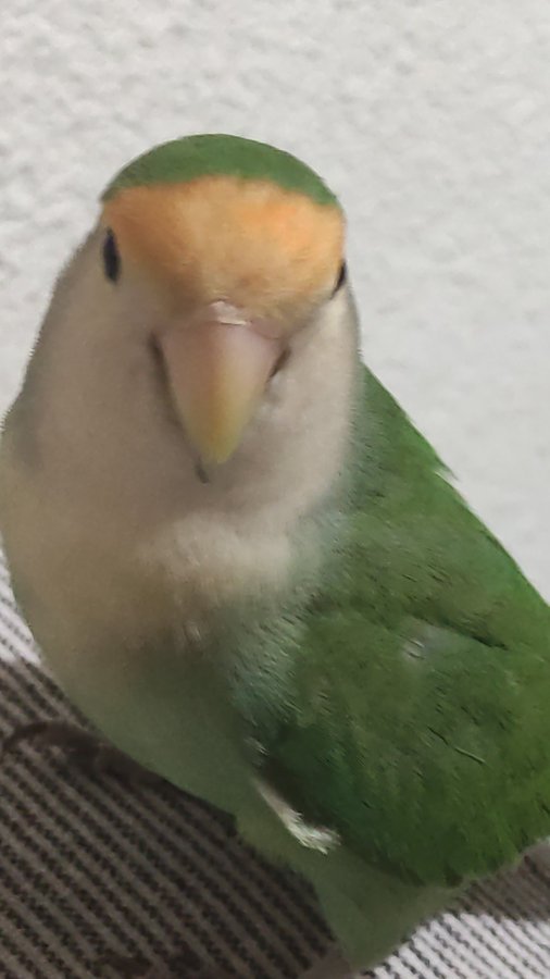 MurciaPolicia's tweet photo. Se ha perdido un agaponi como el de la foto por la zona del barrio del Progreso, responde al nombre de Djanko, es cariñoso y sociable, muy amigable.

Si lo has encontrado puedes contactar con nosotros ☎️092
Gracias por vuestra colaboración. https://t.co/1cp7HBQxPm