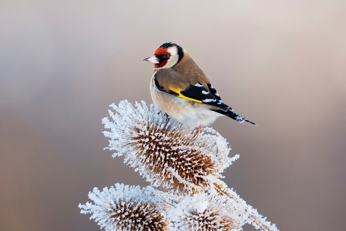 ScotlandTBP's tweet image. "Slowly I experienced the reawakening of the profound wonder that I’ve only previously felt in some of the world's most remote places."

Read our latest rewilding story from Sam Wilson, a geologist from Edinburgh, who’s rediscovered nature on her doorstep.
bit.ly/33NScsD