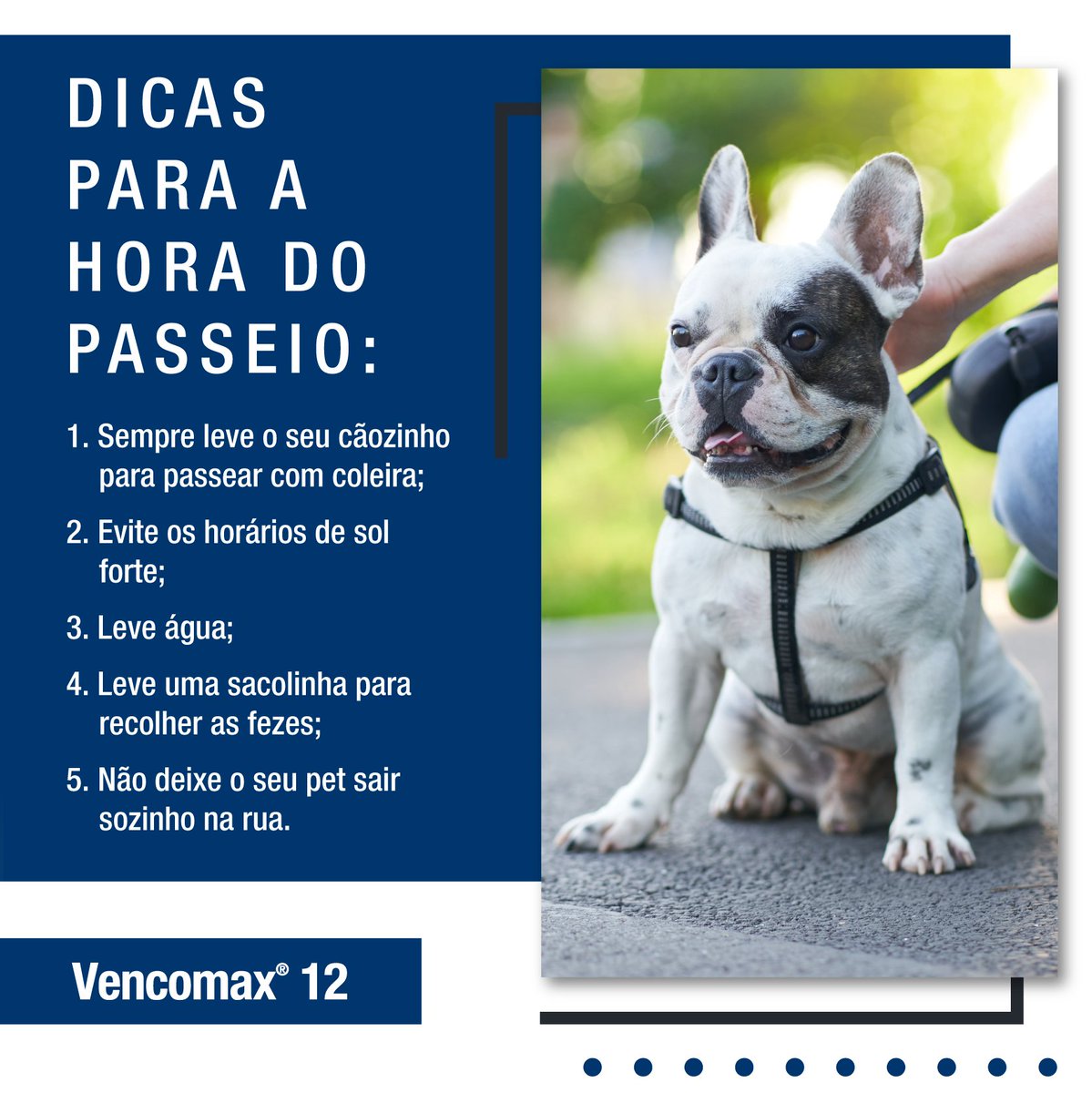 Se liga nessas dicas imperdíveis para sair da rotina com o seu pet! #d