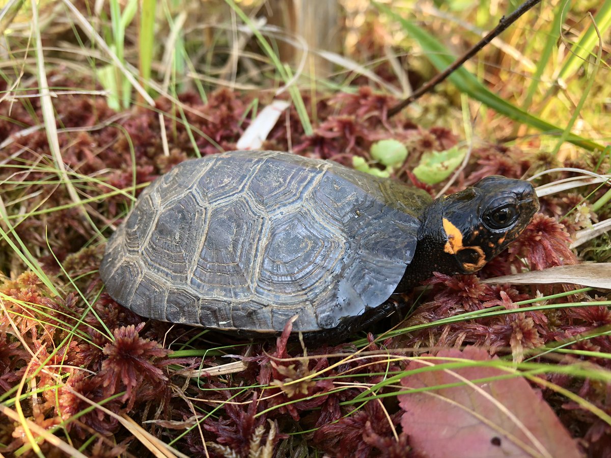 Happy #WorldTurtleDay! It has been a real privilege to get to work with some of the rarest #turtles in the US over the last several years. Turtles are an incredible group but are in serious peril from a variety of threats. #conservation #worldturtleday2021