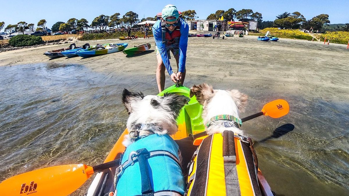 thesfpeninsula's tweet photo. Weekend warriors 😎 

📸: @victoriooous 

#SanMateoCounty #SiliconValley #weekendwarriors #HalfMoonBay #SFBayArea #playbythebay #visitcalifornia #CAlove #bayareabuzz #SMCSnapshot #kayaking #beachdog #PacificCoast #California https://t.co/dSzcj6bSPz