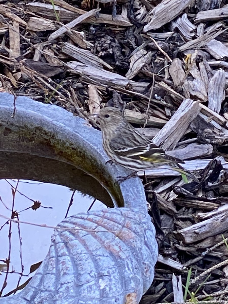 OrrOrrTracey's tweet photo. Lovely little Pine Siskin dropping in for a drink and a seed snack thx to @WildBirdYYC I wish I had even a small percentage of their agility and speed.  Imagine how fast a Costco trip would go!!!! #YYC #YYCnature #birdwatching #ABnature https://t.co/oNmMoPs9Mf