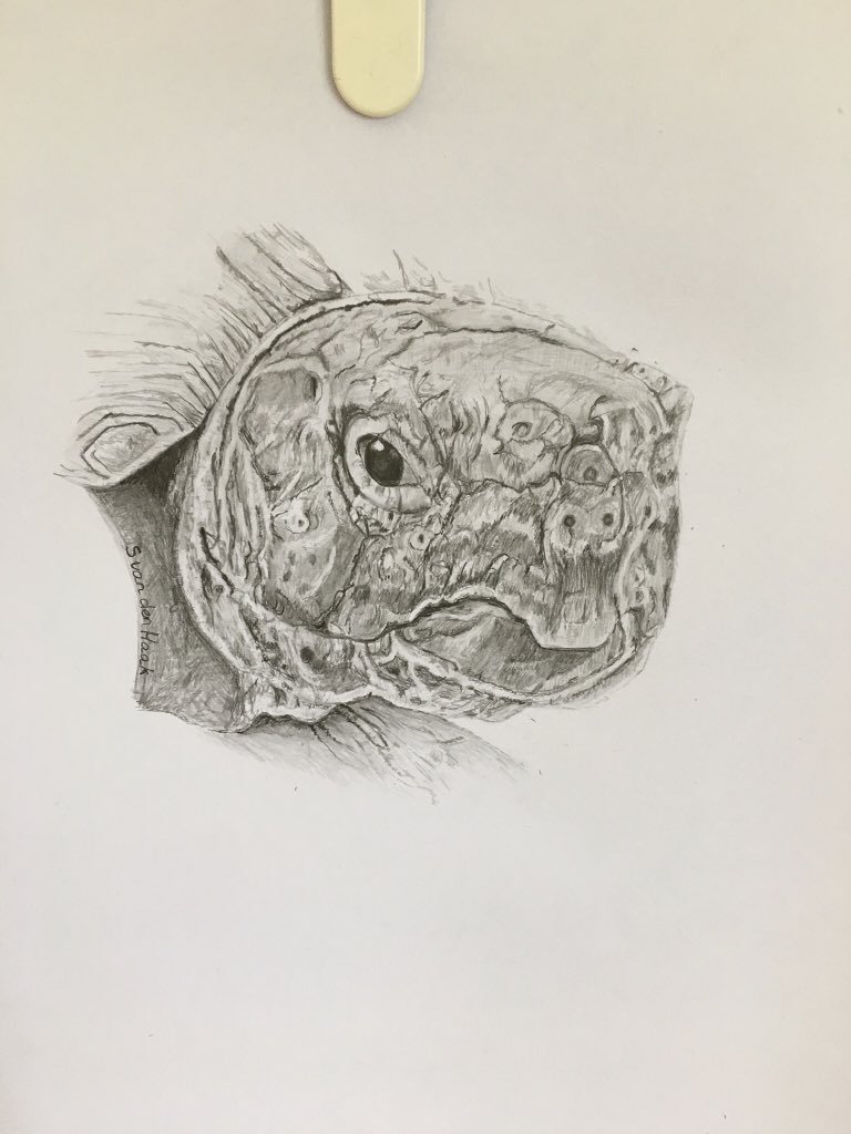 A new one for me! Finished portrait of a beloved Marginated Tortoise! #tortoise #tortoises