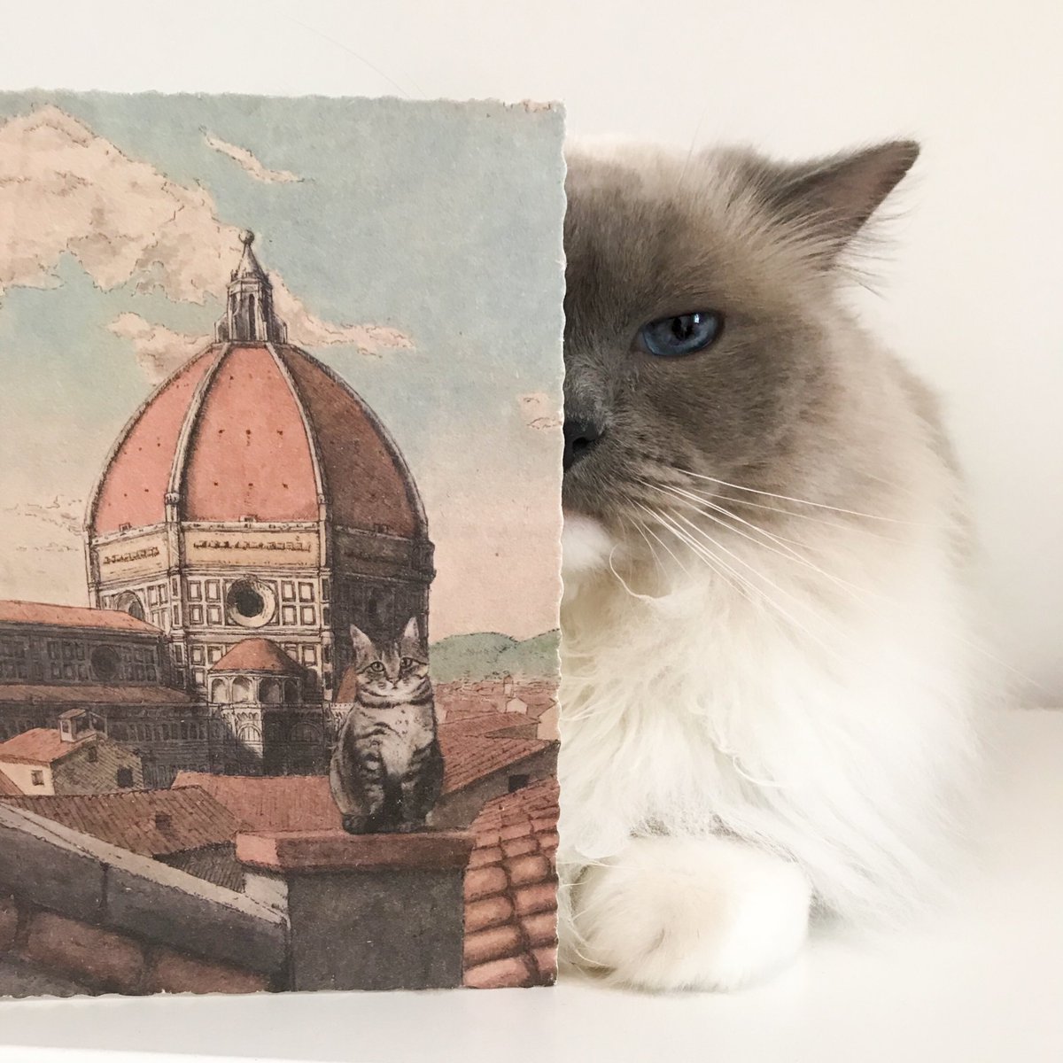 Margot recebendo postais de amor do crush e você ai aceitando migalha de atenção do boy do Tinder?