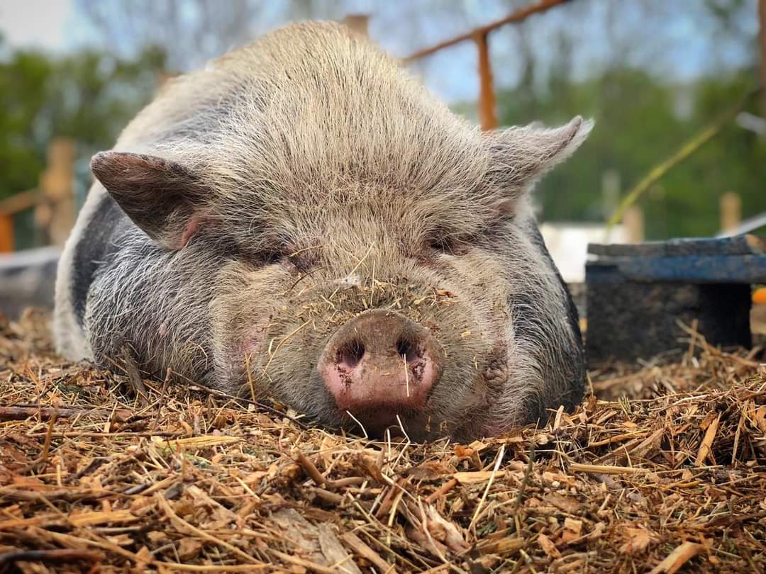 HappyPantsRanch's tweet photo. Who else animals are having a #sundaysnooze like Sir.Francis? 💤
Let’s see them catnapping! Post their name and photo of your siesta fest pets below... 👇🏻
#sundaybumday #weekendchill #snoringpets #sleepypets #sundaysiesta https://t.co/iOsRk7uW6O