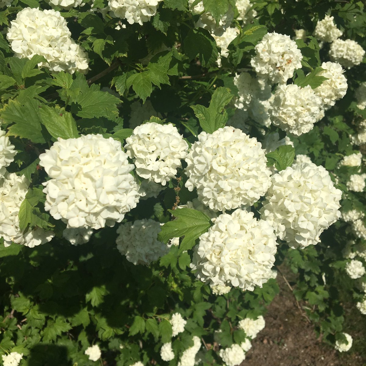 dailystem's tweet photo. Sunday morning flowers
#GoOutside #BackyardSTEM https://t.co/Ltp4bGm7by