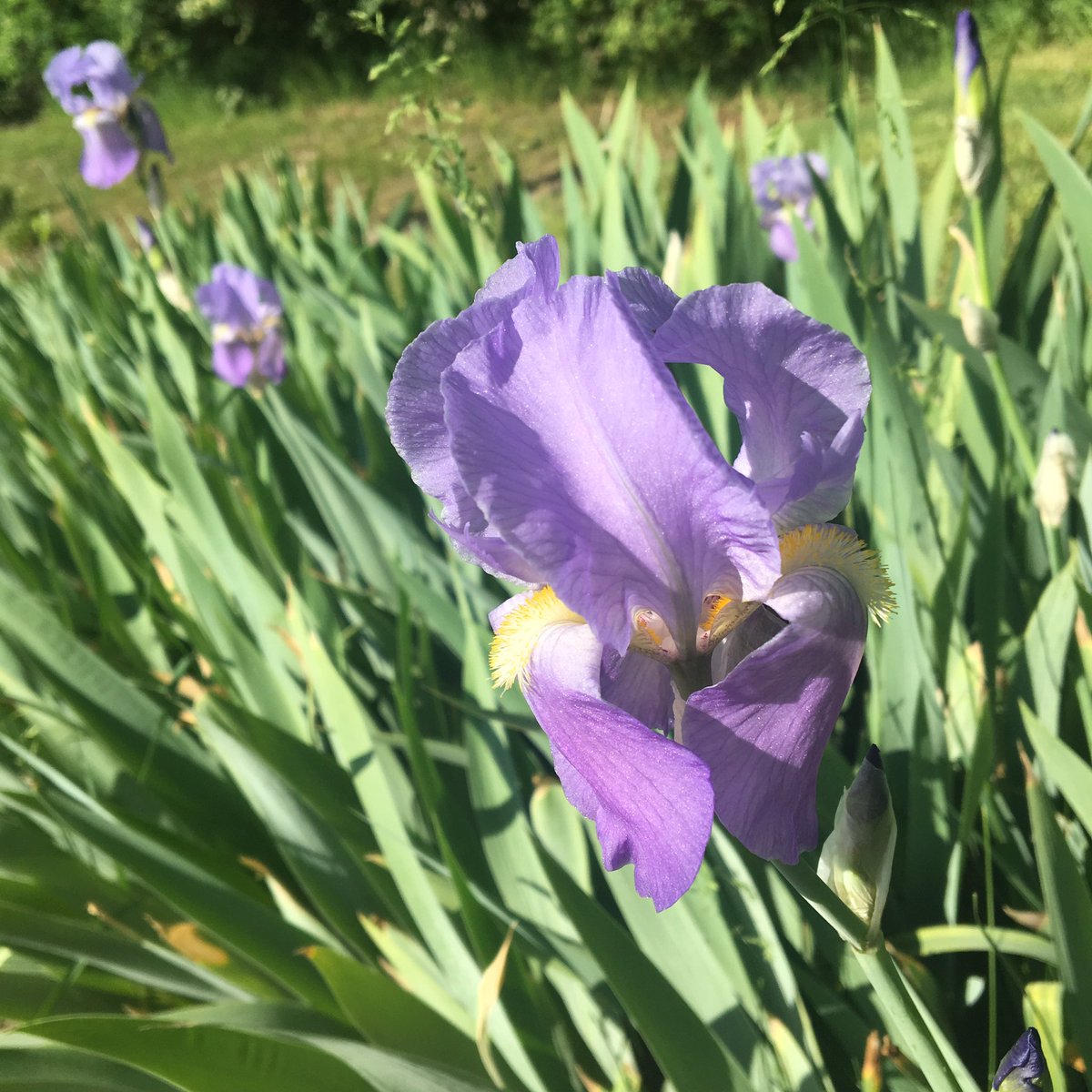 dailystem's tweet photo. Sunday morning flowers
#GoOutside #BackyardSTEM https://t.co/Ltp4bGm7by