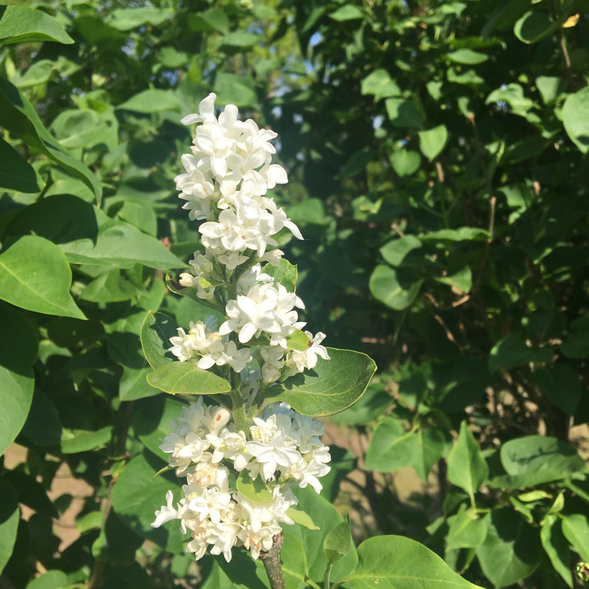 dailystem's tweet photo. Sunday morning flowers
#GoOutside #BackyardSTEM https://t.co/Ltp4bGm7by