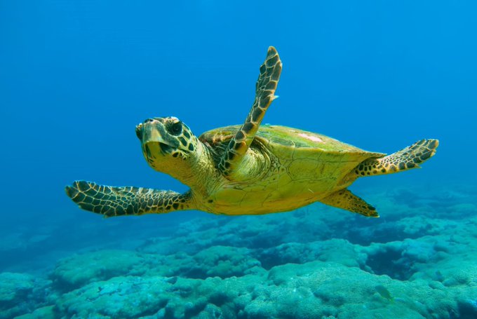 Today is #WorldTurtleDay - did you know that #Cyprus is a major nesting ground for Loggerhead and Green Turtles. 
#worldturtleday2021 #biodiversity
