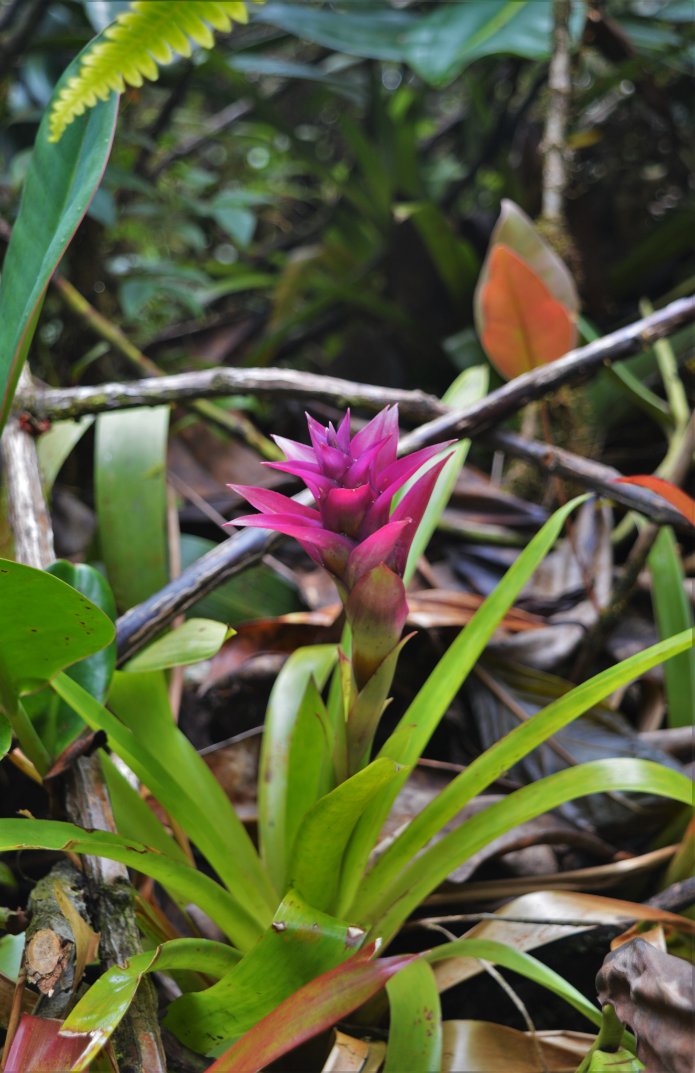 shtidjaus's tweet photo. the colors of my mountains are unique, this little bromeliad, in the middle of the cloud forests of the Tatamá.
los colores de mis montañas son únicos, esta pequeña bromelia, en medio de los bosques de niebla del Tatamá.
#NaturePhotography #nature #plants #Biodiversidad https://t.co/yFAibkaQei