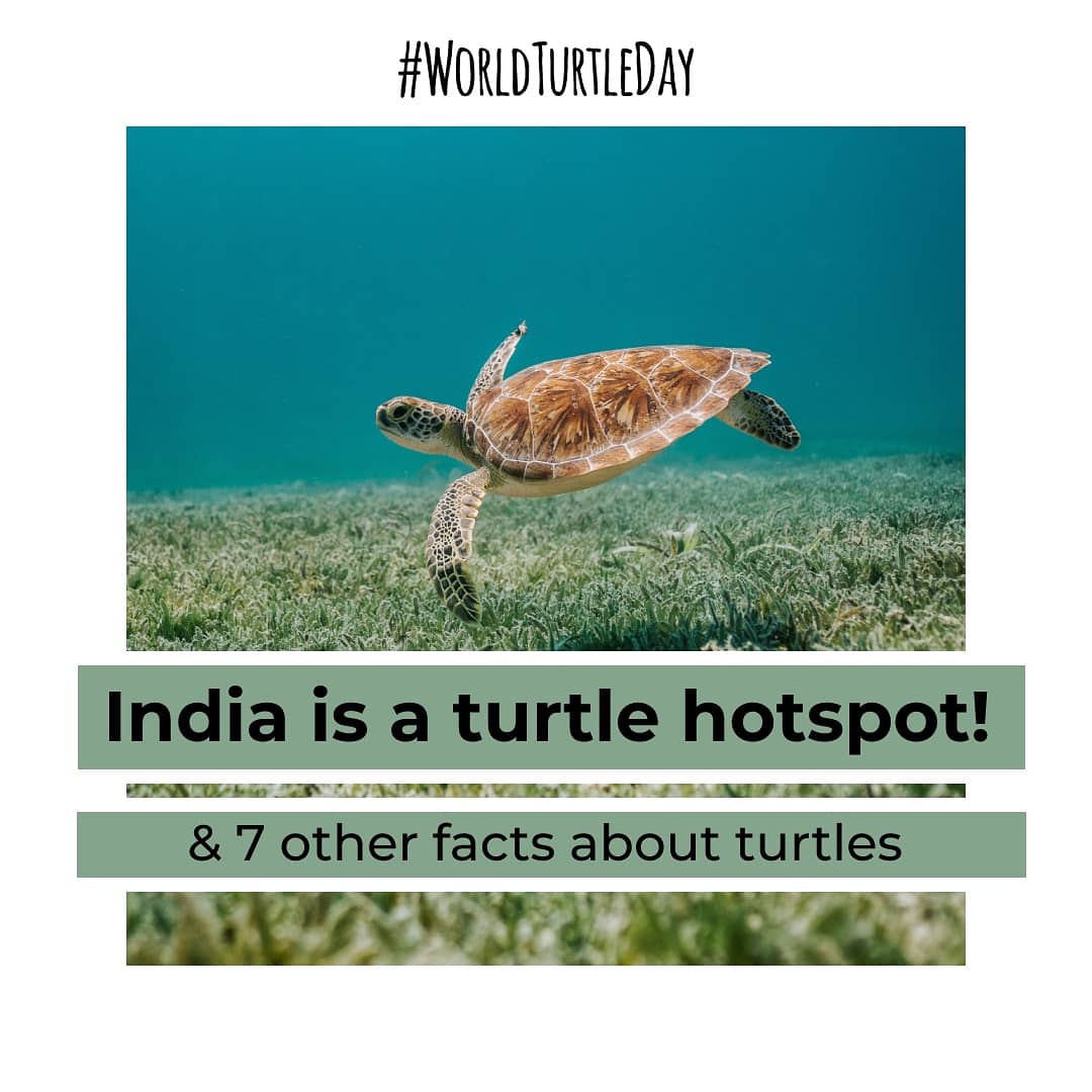ALMCINDIA's tweet photo. Today's #WorldTurtleDay and we've collated 10 turt-ally interesting facts about turtles with the help of the folks at Sea Turtles of India and Freshwater Turtles and Tortoises of India! 

Click on this link https://t.co/yD5WCSgtuR to learn a little more about them 🐢 https://t.co/S5IzFNdqxG