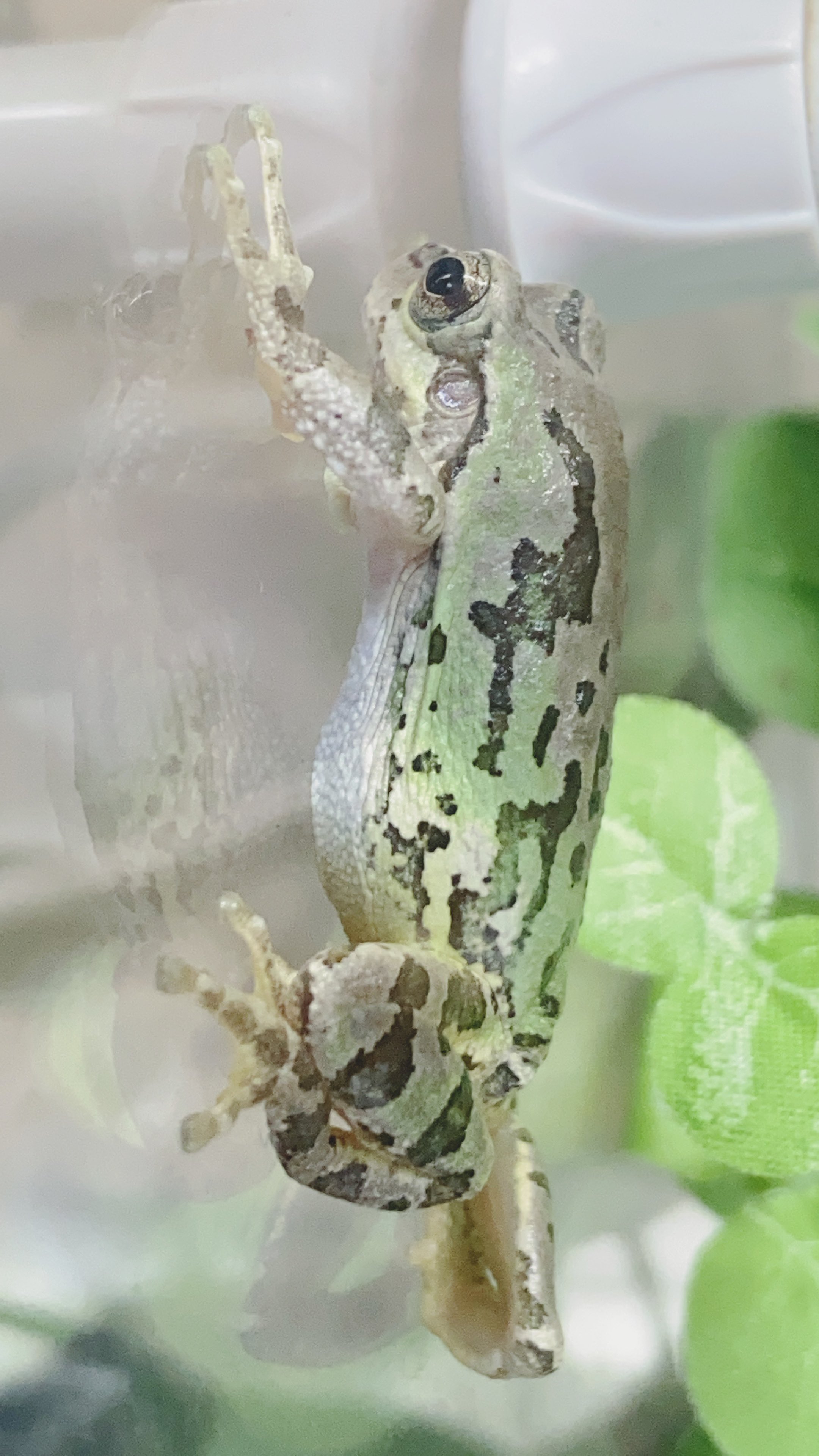ゆず Va2dxuwbkjtsgva アマガエルの擬態は幅広いですよね 我が家の1番柄が出てる子はこんな感じです T Co Zjotvxan17 Twitter