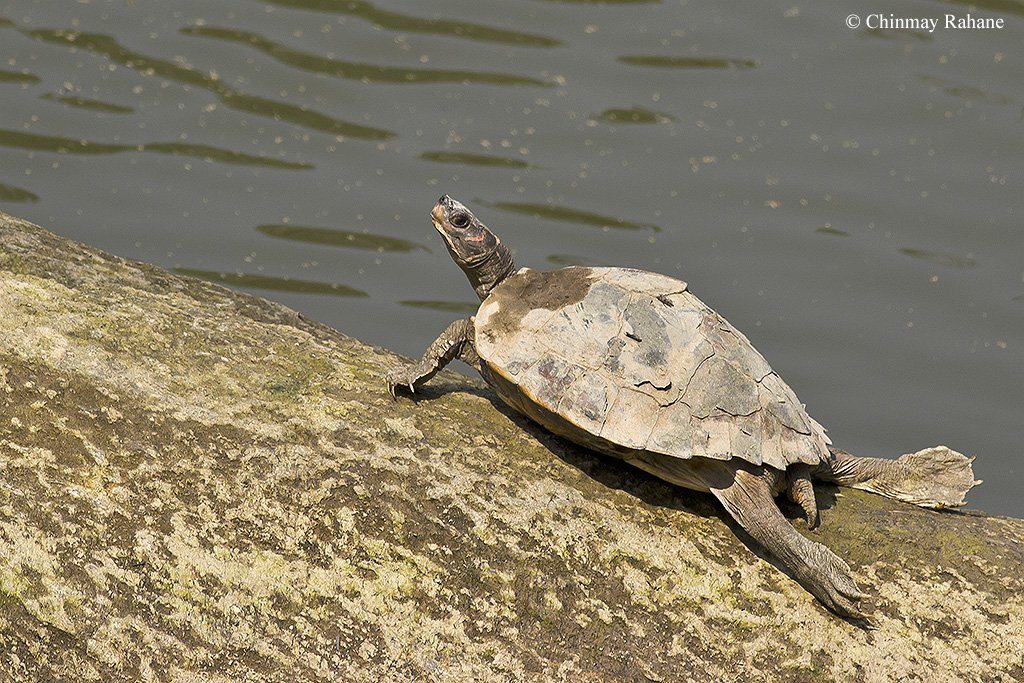 Assam Roofed Turtle #WorldTurtleDay #worldturtleday2021 #wildlife #turtleday #Assam #Canon