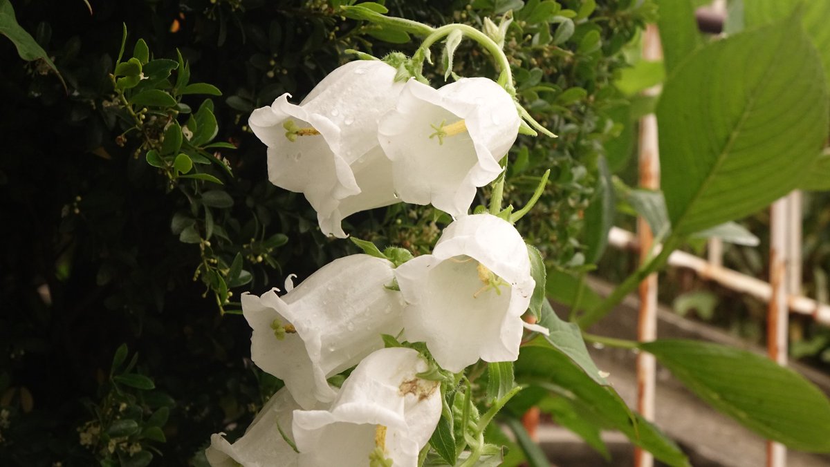 Rover416t カンパニュラ 先週だったか写真を撮った 謎の花 について夕方まだ寝る前に元奥さんから電話があり 今花屋 さんに居るんだけどあの花があったよ カンパニュラ メイホワイト何とかっていうの って で 調べたらカンパニュラ メイホワイト