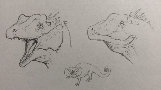 Dilophosaurus 2020〜2021
同じ化石を見て描いたのにたった一年でこんなにデザイン変わることある???🤔 