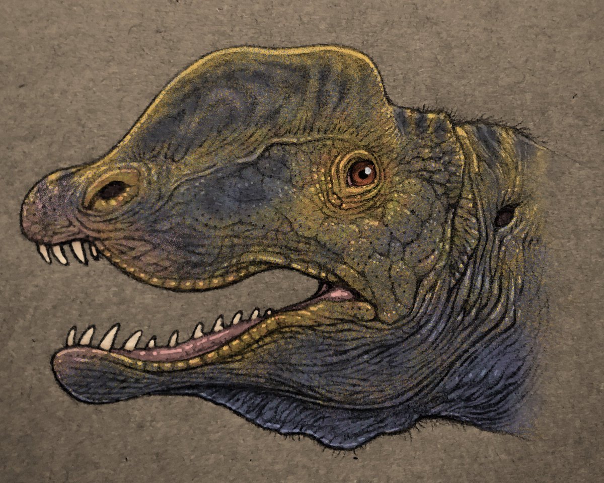「Dilophosaurus 2020〜2021
同じ化石を見て描いたのにたった一」|nao70sharkのイラスト