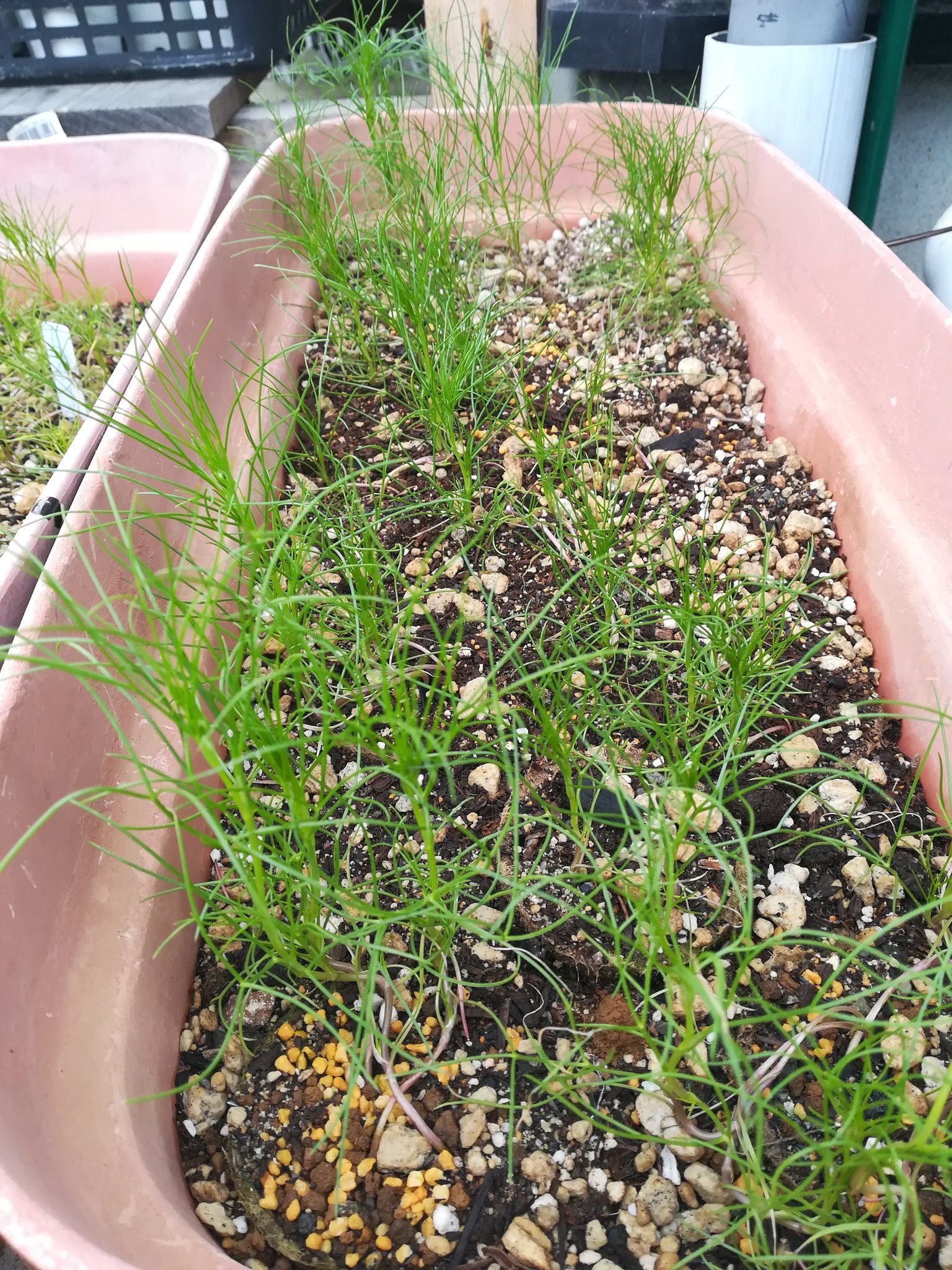 Mari Miura クミン栽培記録 根本が紫色に太くなりしっかりと上を向いて育ってます 梅雨前に採種するのがポイントって言われたけど まだ花 も咲いていないし厳しい 先に室内のポットからプランターに移植したクミンの方がしっかりと育ってます