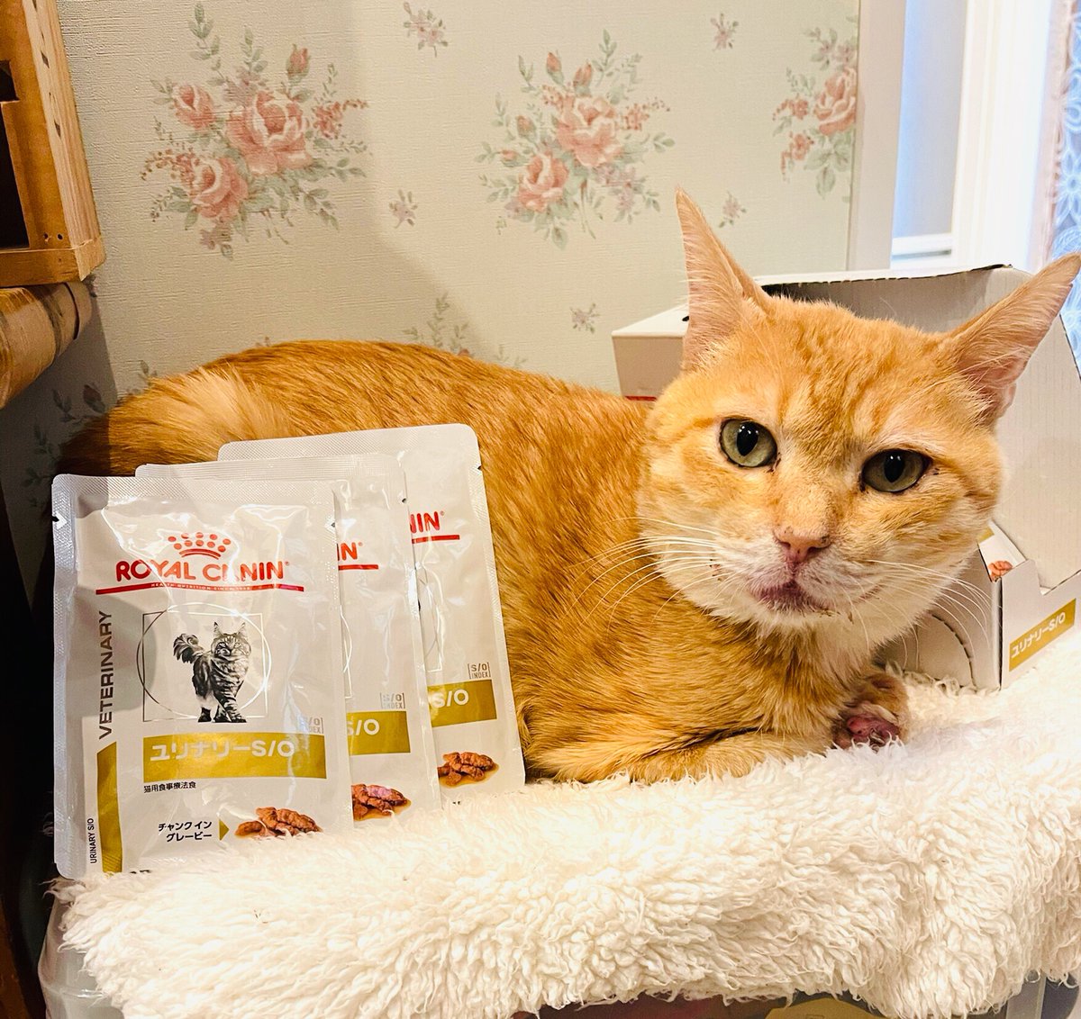 CATS_INN_TOKYO's tweet photo. ご寄付のお礼♫
板橋区 I・N様
ミヤリサン整腸剤、爪切り
ロイヤルカナン ユリナリー各種、マザー&ベビー
いつもご支援くださりありがとうございます★
#保護猫カフェ #板橋 #猫好き #sanocit #chanocit #gyucit #rancit https://t.co/UApsYzYiAg