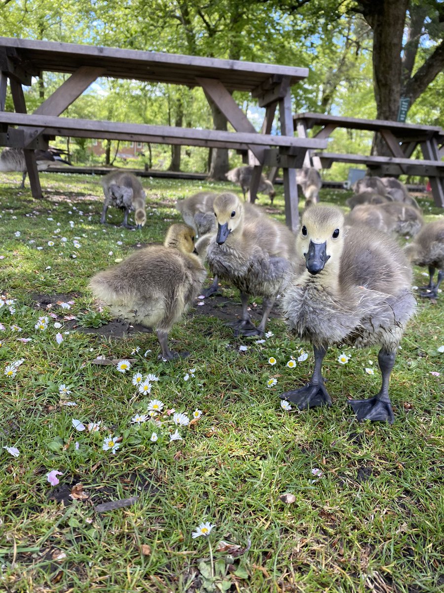 It may be wet out today, but the Goslings were soaking up the Sunshine earlier on in the week!