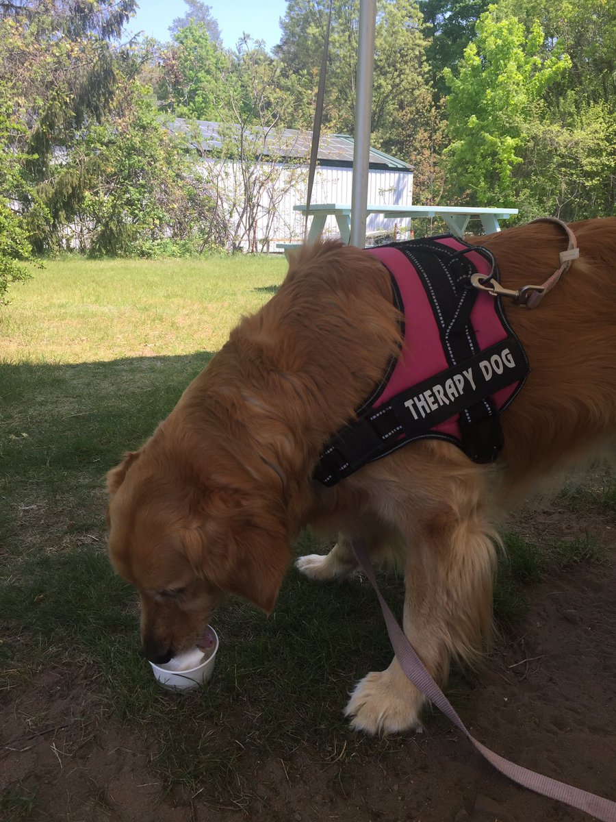 we_are_maple's tweet image. Even therapy dogs need some ice cream on a hot day! #Maplestrong
