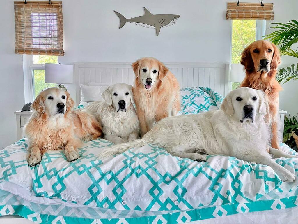 TheGoldenRatio4's tweet photo. Why we upgraded to a king size bed https://t.co/Fg9vwuZVAU