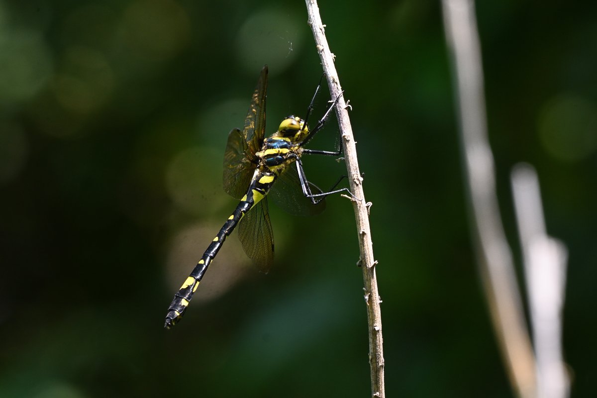 それもず S O R E M O Z キイロヤマトンボ テネラル コヨシキリを探してる時 ヤマトンボ科のトンボが飛んでるので見てたら もう1頭現れて 近くでとまった様に見えたので確認したら あれ これキイロヤマちゃうん となった 地元にも居るのは聞いて