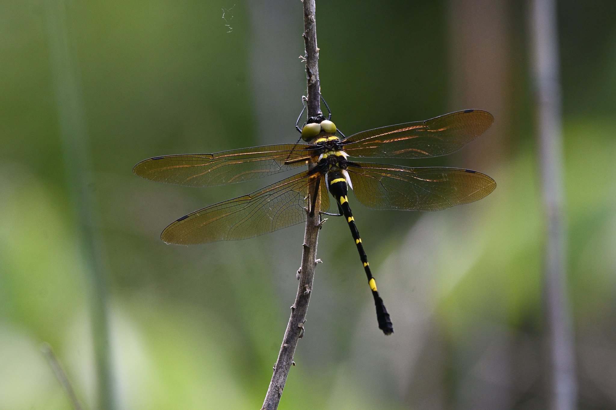 それもず S O R E M O Z キイロヤマトンボ テネラル コヨシキリを探してる時 ヤマトンボ科のトンボが飛んでるので見てたら もう1頭現れて 近くでとまった様に見えたので確認したら あれ これキイロヤマちゃうん となった 地元にも居るのは聞いて