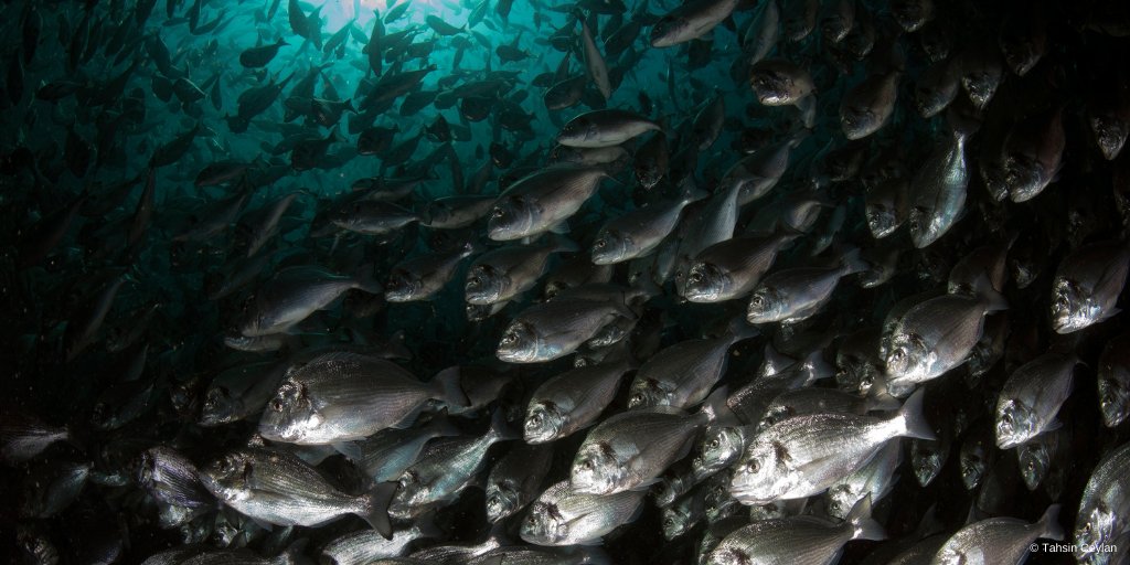 WWFEU's tweet photo. 🐟 Europe imports the largest share of sea bass & sea bream in the world.
🇹🇷 Turkey is the leading producer of these fish.
🆕 @WWF report explores how this #supplychain can improve environmental sustainability & social responsibility: https://t.co/n3J1g0Rm8C
#FishForwardEU https://t.co/2kATyjEPwV