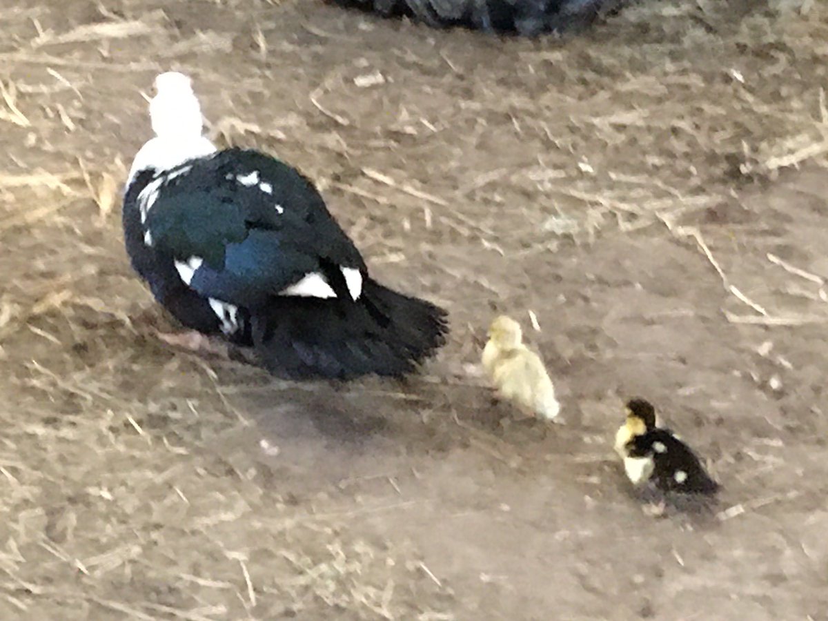 Andrea Meanwell tweet media