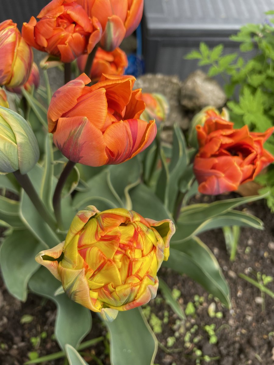 peternieuwland's tweet photo. Backgarden tweet, good morning! #OrangePrincess https://t.co/Qwe1lNzVtP