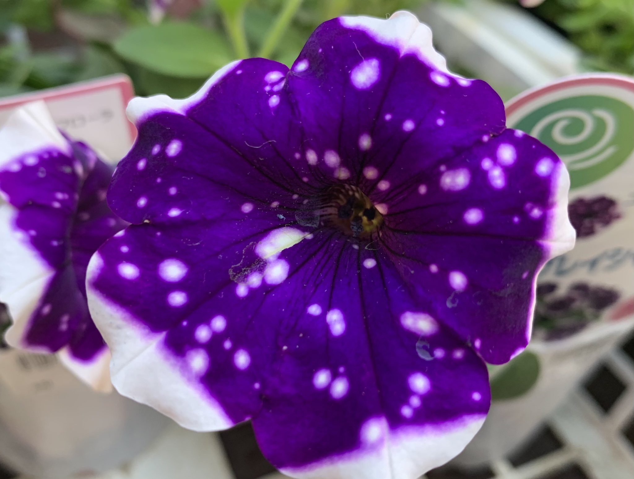 Koriku 007 ナイトスカイ ん こっこれは新型 いいわぁ 虫食いも 色々あるね ペチュニア 植物 食中植物 T Co Ja4okvwnfu Twitter
