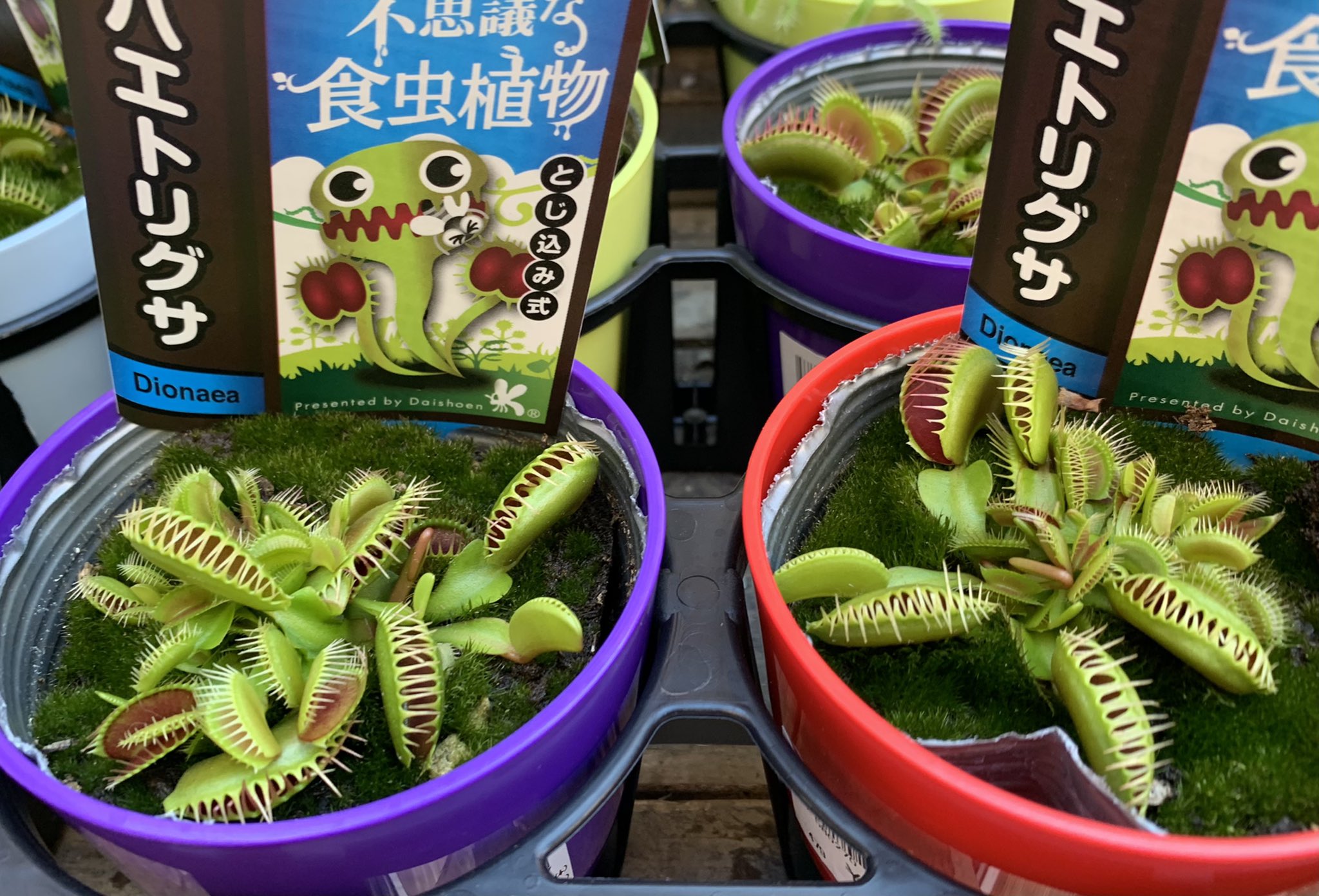 Koriku 007 ナイトスカイ ん こっこれは新型 いいわぁ 虫食いも 色々あるね ペチュニア 植物 食中植物 T Co Ja4okvwnfu Twitter