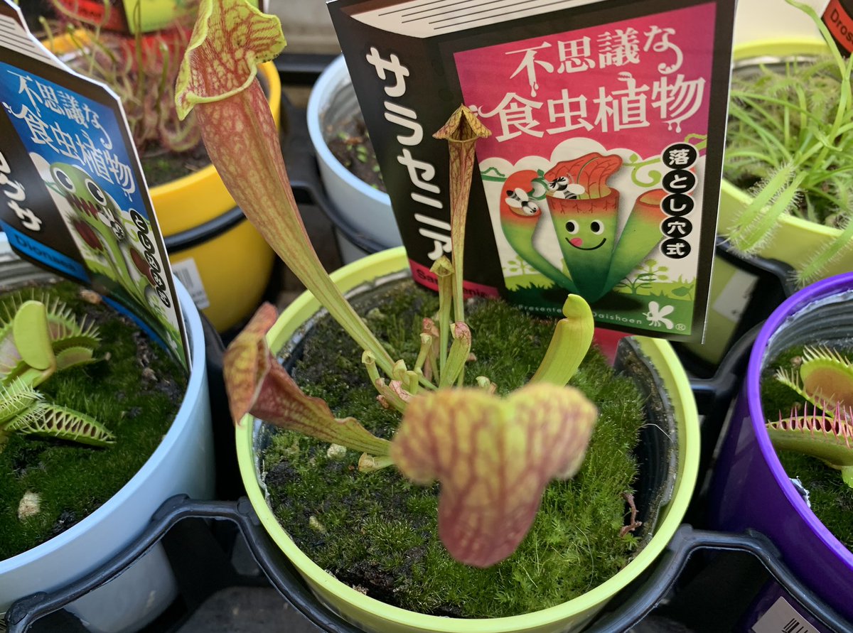 Koriku 007 ナイトスカイ ん こっこれは新型 いいわぁ 虫食いも 色々あるね ペチュニア 植物 食中植物