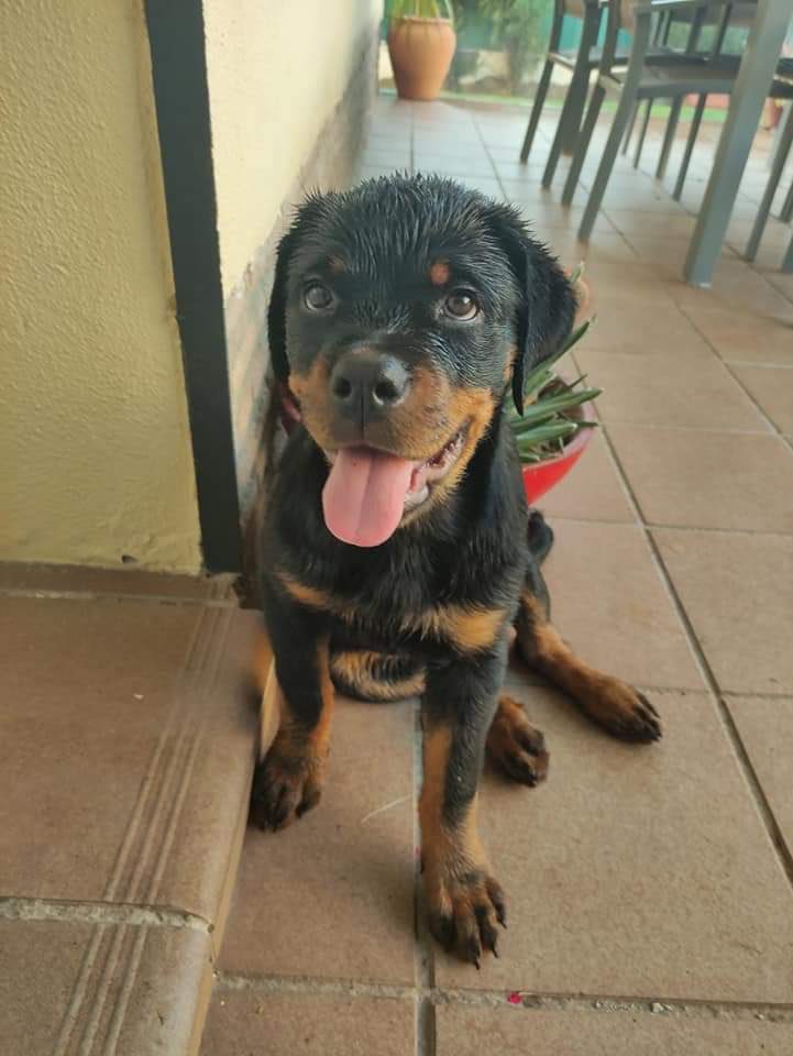 Buscamos una perrita Rottweiler de 3 meses, hembra y responde al nombre de Halle (Jali), si la veís o tenéis alguna información agradeceríamos enormemente la colaboración.

Zona de La Mampela, Palomares del Rio. 

Muchas gracias 

664 346 505 Pablo

665 977 737 Bosco