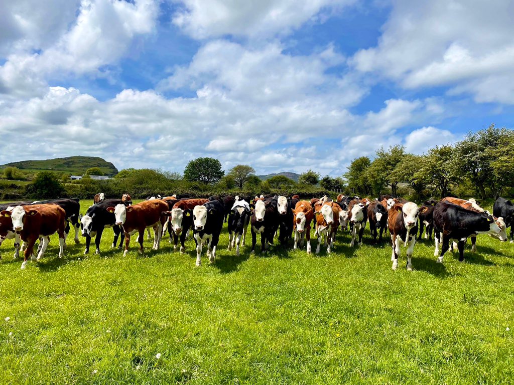 #dairybeef #Australiawho?