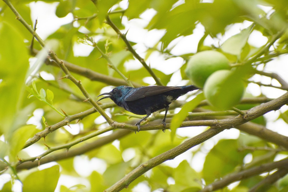 #Hope4All #HopeSeries #Luv4wilds  #FlowersNFeathers  #Purplesunbird  #BBCWildlifePOTD #ThePhotoHour #TwitterNatureCommunity #BirdsSeenIn2021 #canonphotography     @goldsant  @vivek4wild @Saket_Badola @WorldofWilds