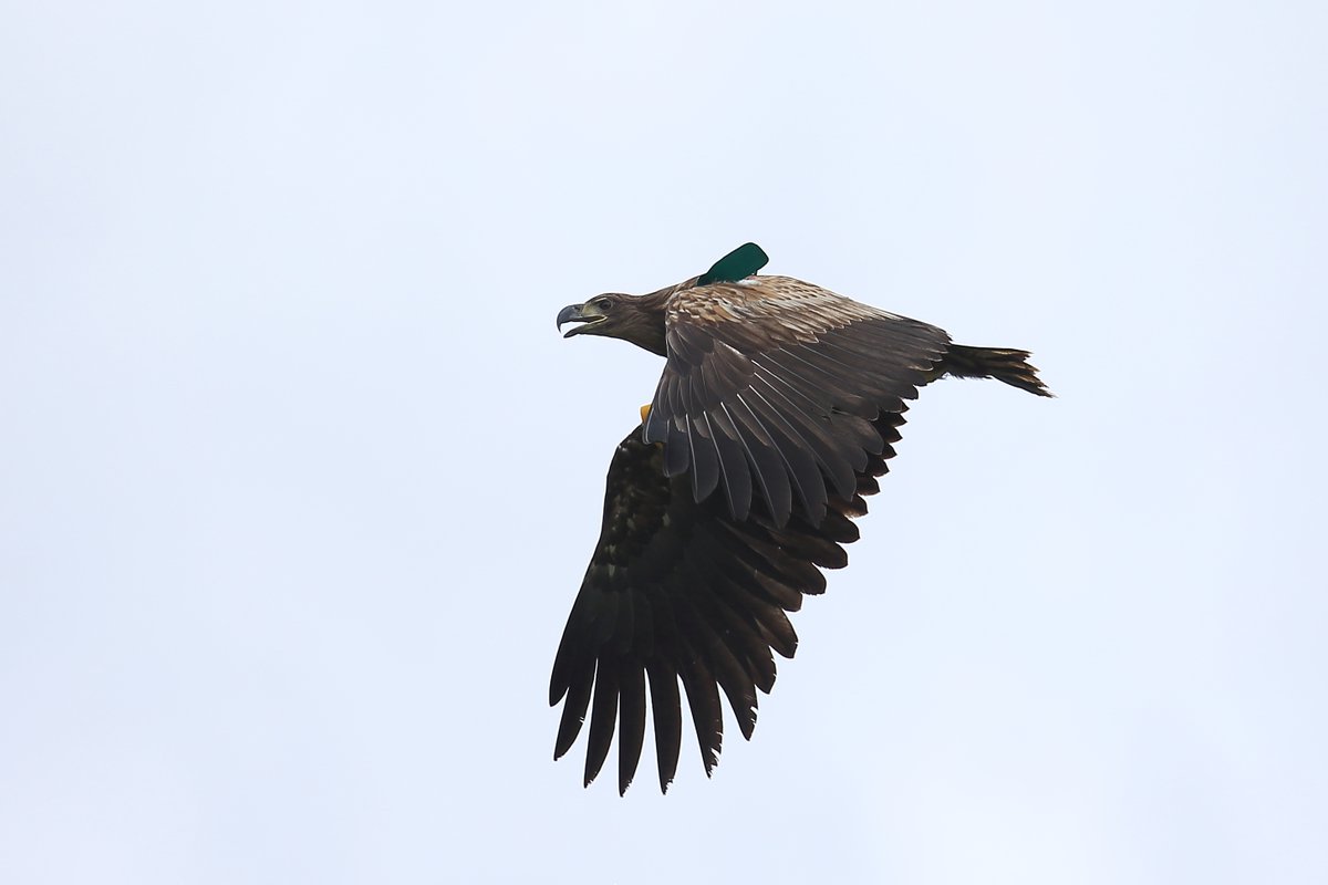 You can see why they are called a flying barn door white-tailed sea-eagles are an impressive size. I spotted this one by pure chance while out for a walk in sunny county down yesterday (exact location not being given) It's satellite tagged to watch movement <a href="/nibirds/">NI Birds</a> @npwsBioData