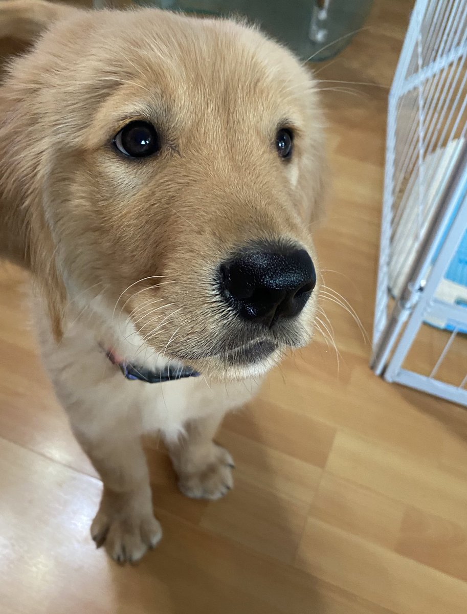 ไม่มีวันไหนที่คองจะไม่สายตาหยาดเยิ้มให้หนมๆ