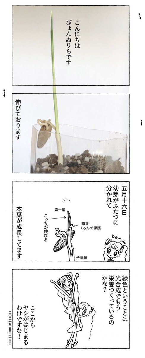 ナツメヤシの種まき4 