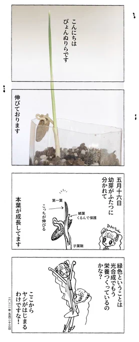 ナツメヤシの種まき4 