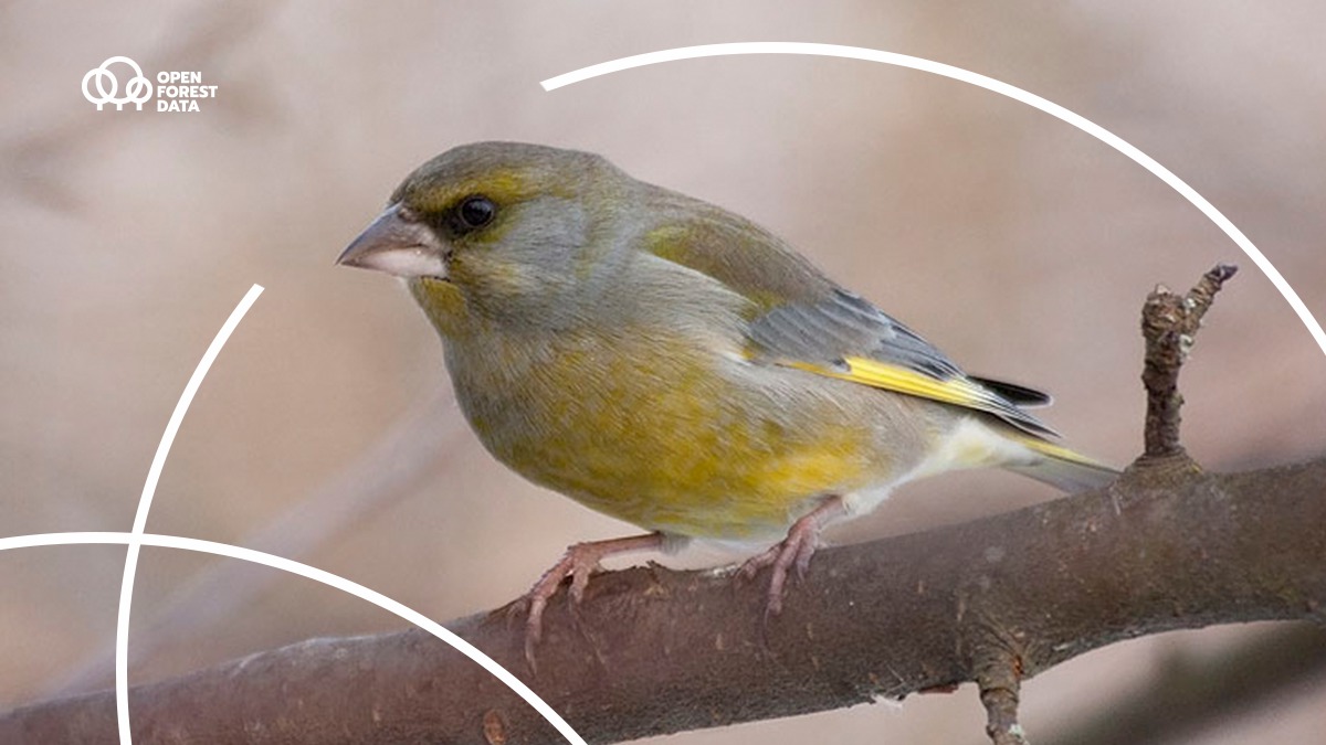 open_forest's tweet image. W maju jaja składają dzwońce (w czerwcu powtórzą lęg). Choć pospolite (ponad milion par w Polsce), są objęte całkowitą ochroną gatunkową. Na niedzielnym spacerze nie przeszkadzajcie więc dzwońcom w wychowywaniu piskląt, ale zgłoście nam obserwację w BioLocu!

fot. Karol Zub