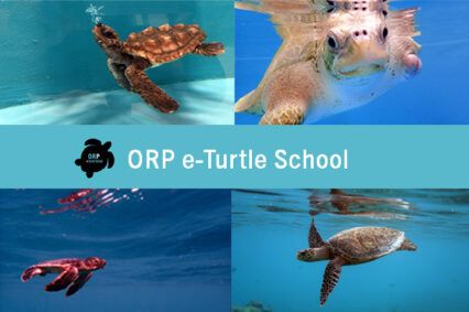 Happy #WorldTurtleDay!🐢
We are celebrating the amazing work of the Olive Ridley Project. Their online e-school is a free resource where you can learn all about these great creatures. 
See if you can spot IPNLF in the “How To Help Sea Turtles” lesson: buff.ly/3wkP57x!