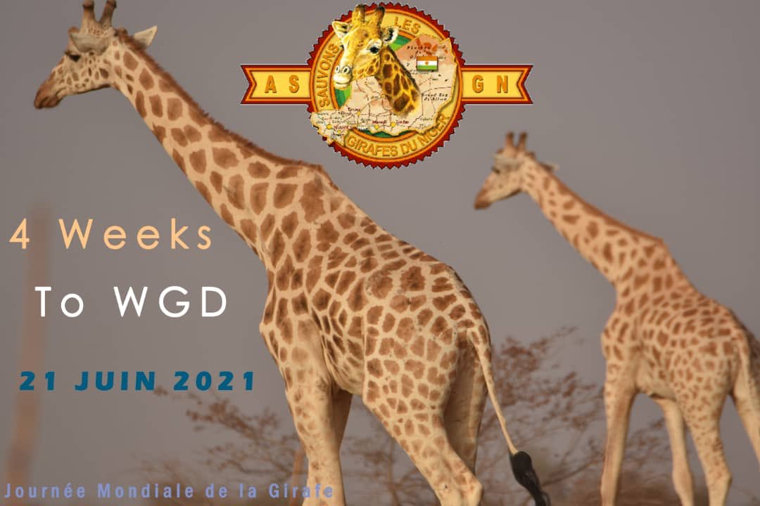 4 Weeks to Word Giraffe 🦒 Day 
 
#Giraffes #girafe #giraffelove #endangeredspecies #Niger #ASGN #girafasbio